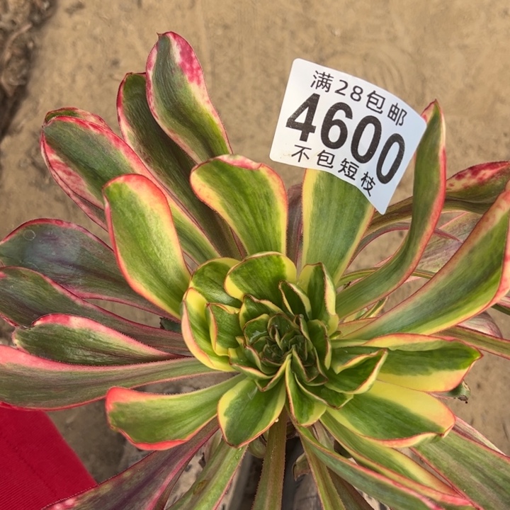 砍头多肉植物法师4600巫毒锦