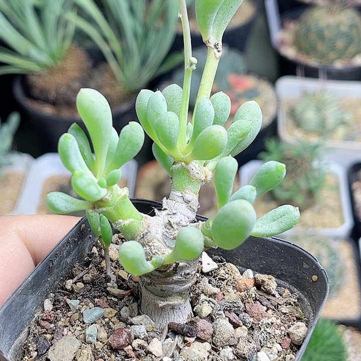 卡拉菲厚敦菊一物一拍