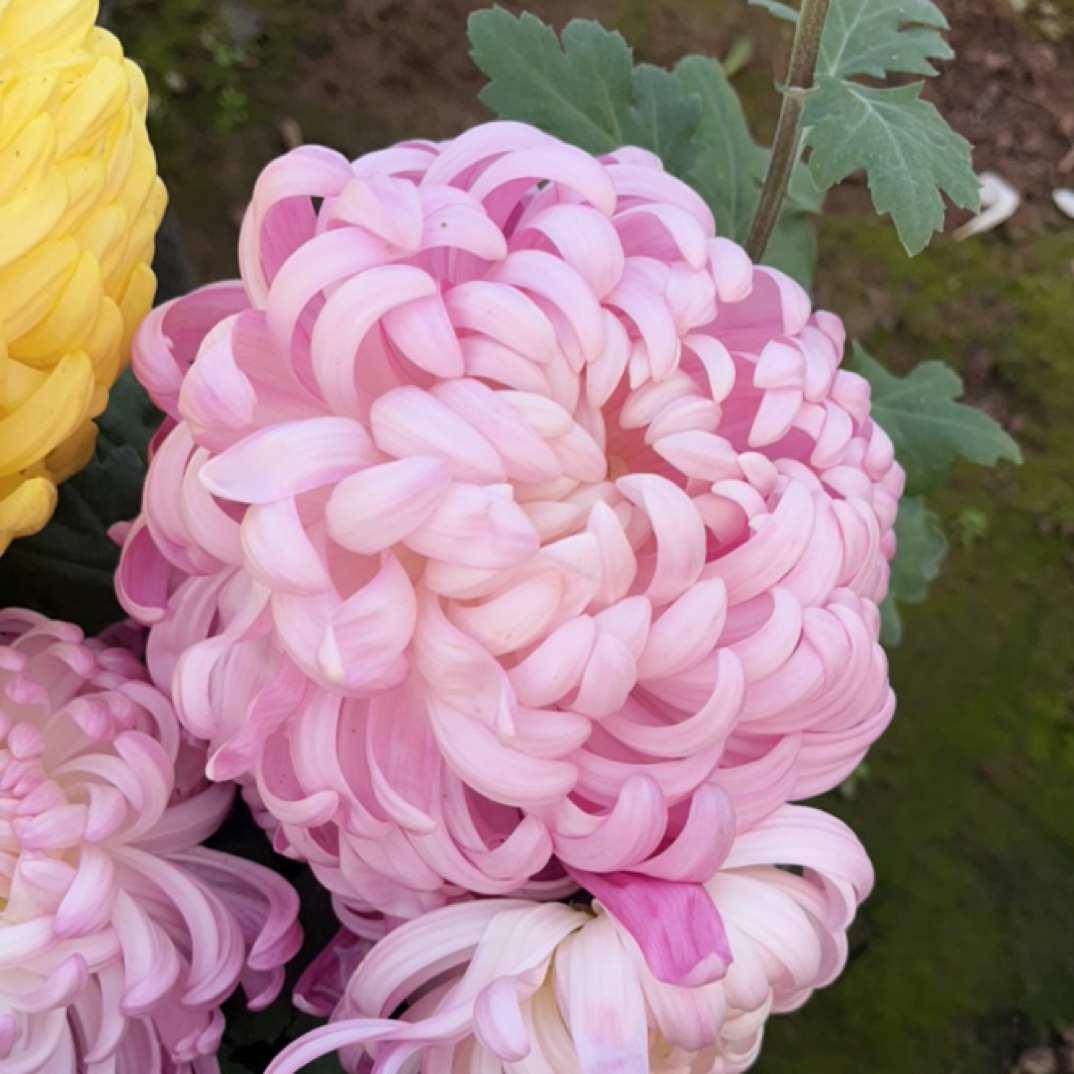 根苗必带国华提灯断指掉苞不售后。