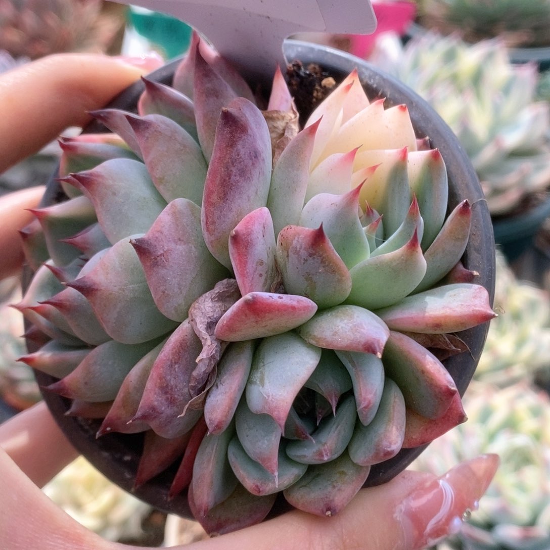 C019锦锦锦锦锦锦锦