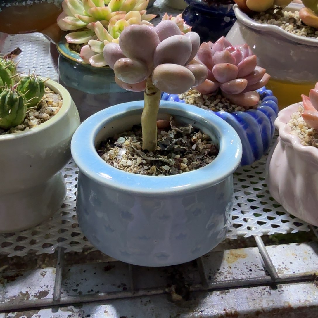 大爷奶酪带盆多肉植物