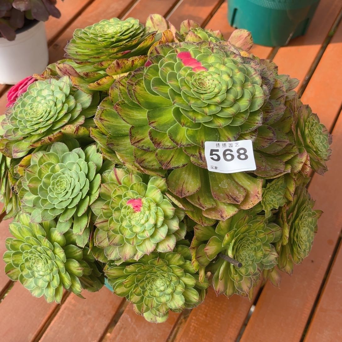 二**姨123 568多肉法师