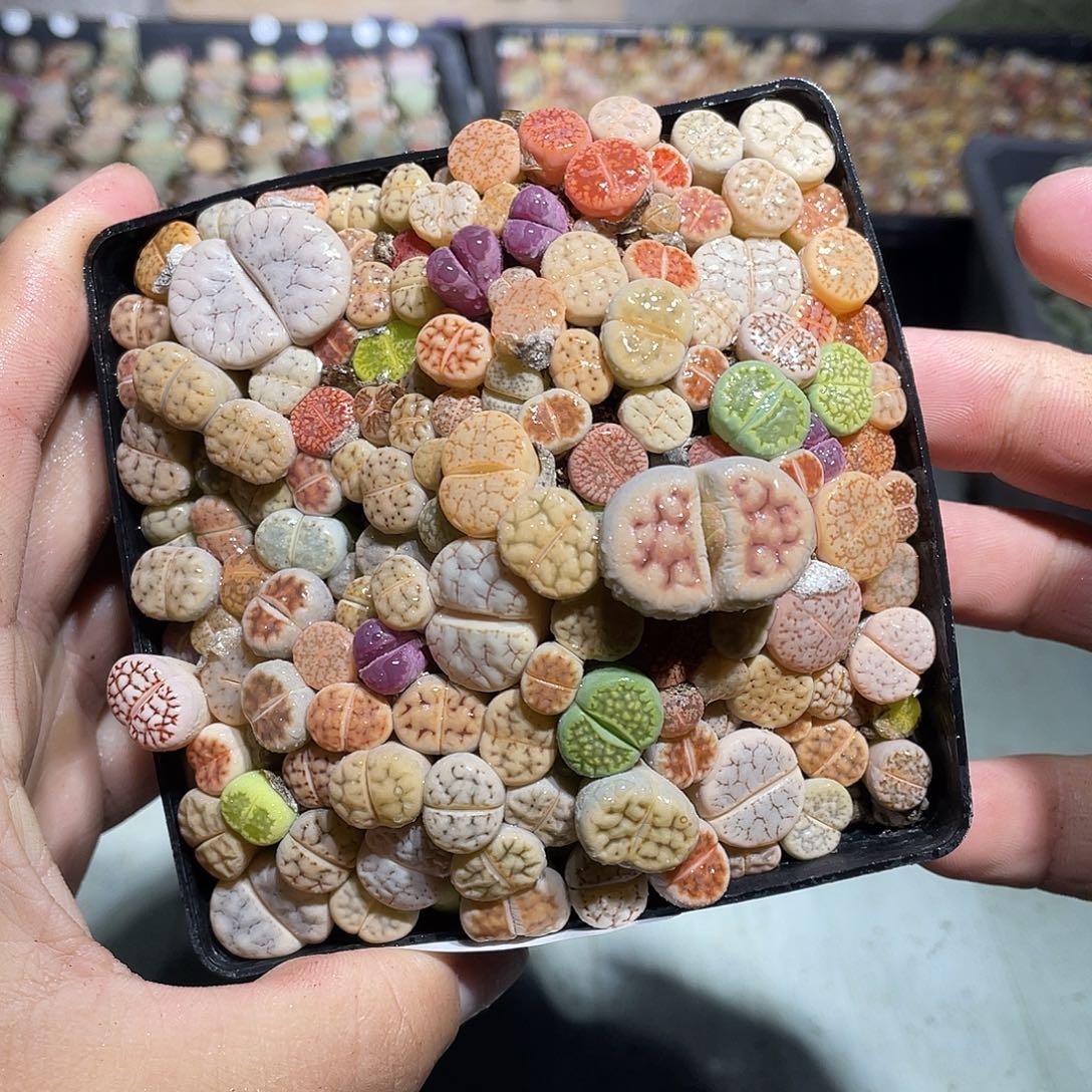 当天凑满十八元包邮618