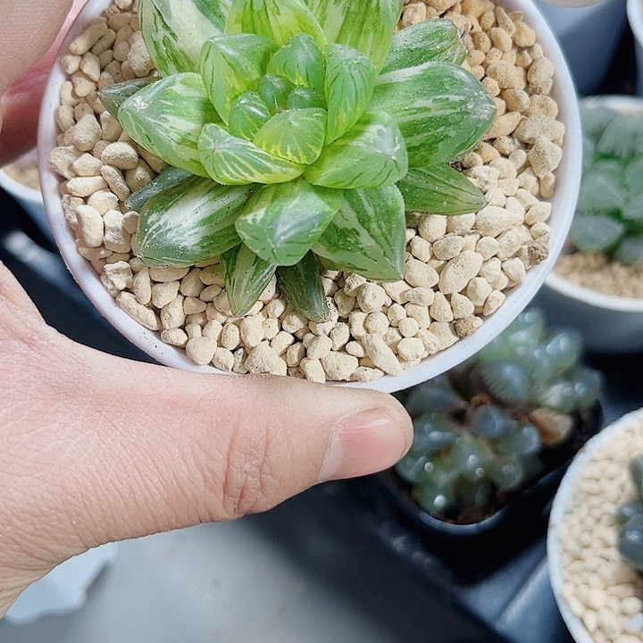 花火锦新手好养系列