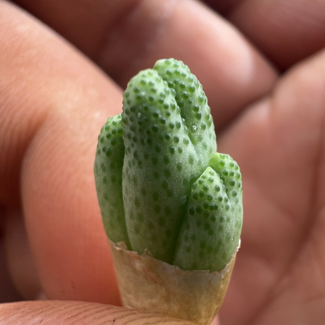 854新品泡泡斑马一颗