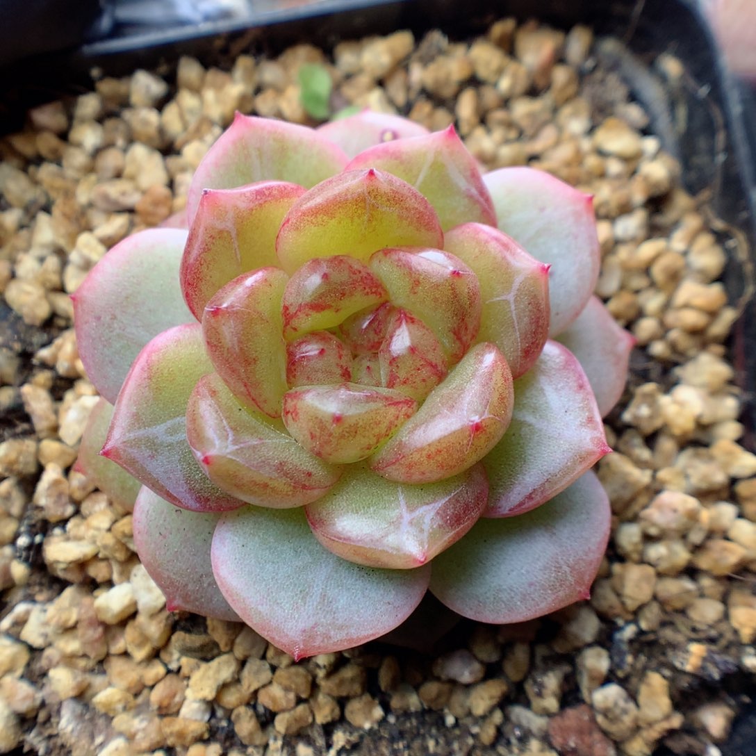 多肉植物。 糖心77