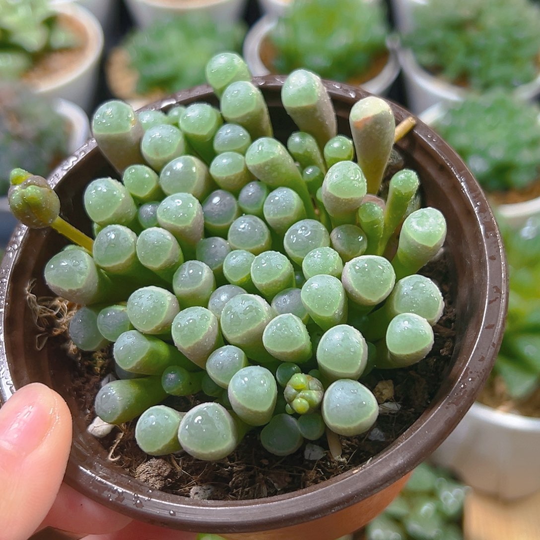 五十玲玉玉露多肉多肉