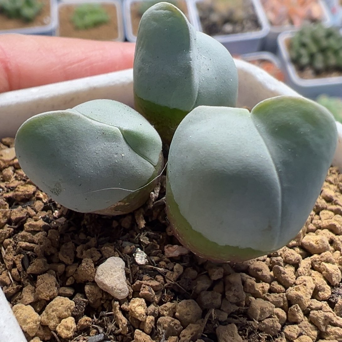 白魔群多肉植物百科