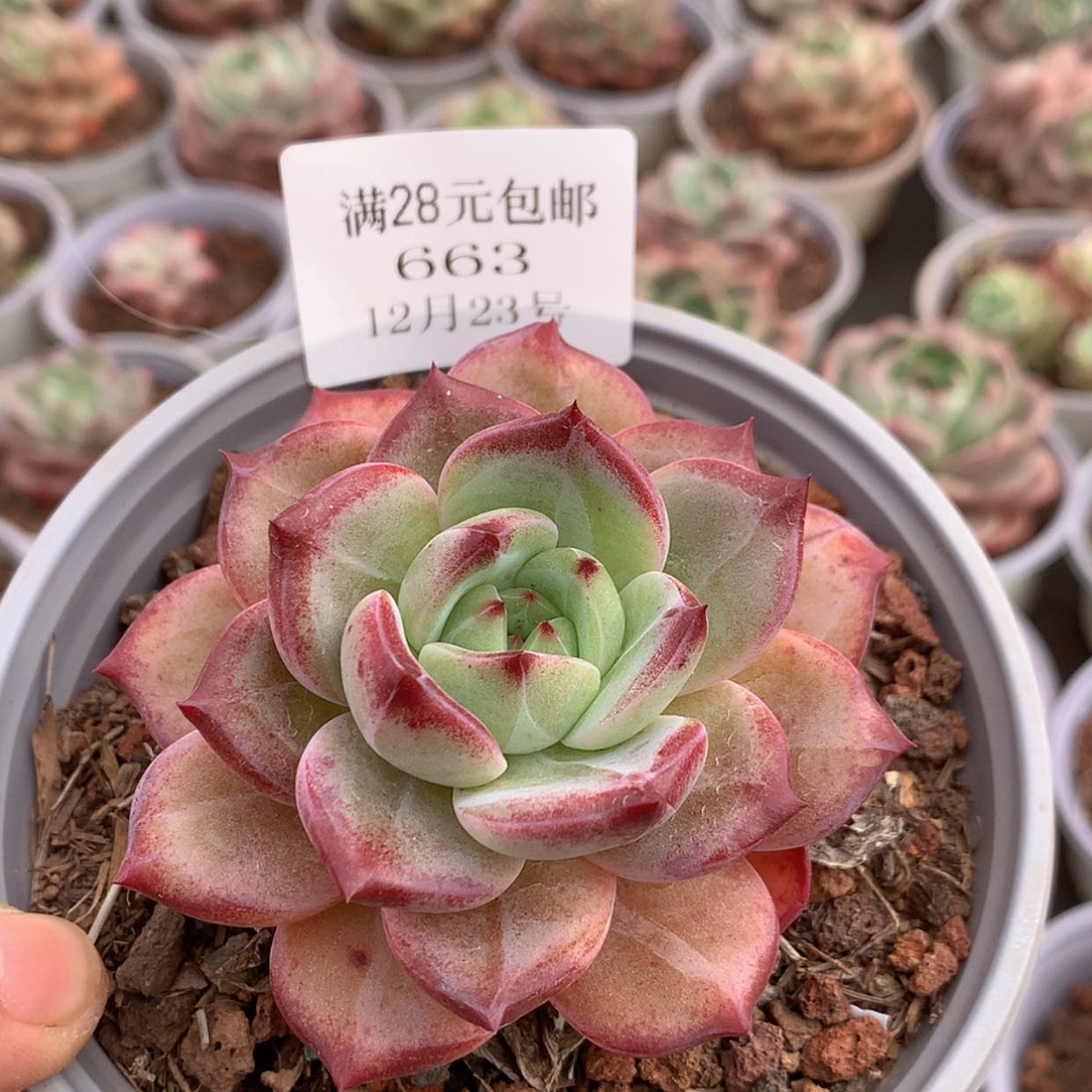 【闪购商品】云663号鸟哈妮