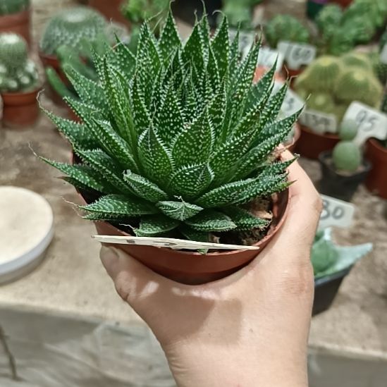 当前无花朵，栽培后可花朵波露芦荟    ，12元