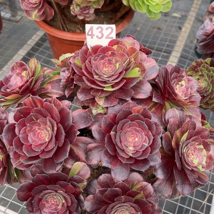 432花月夜30厘米左右