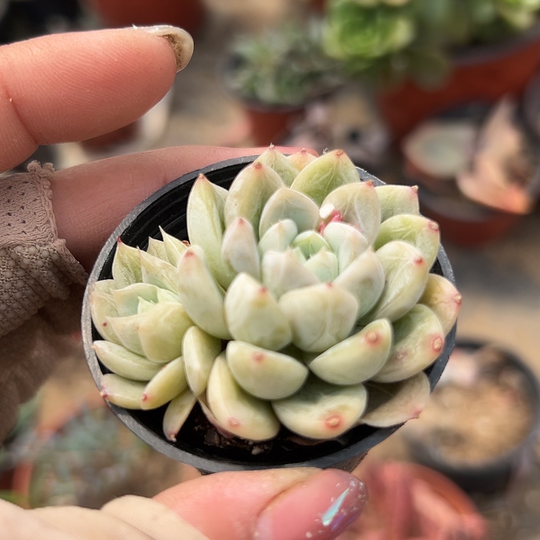 多肉植物多肉植物