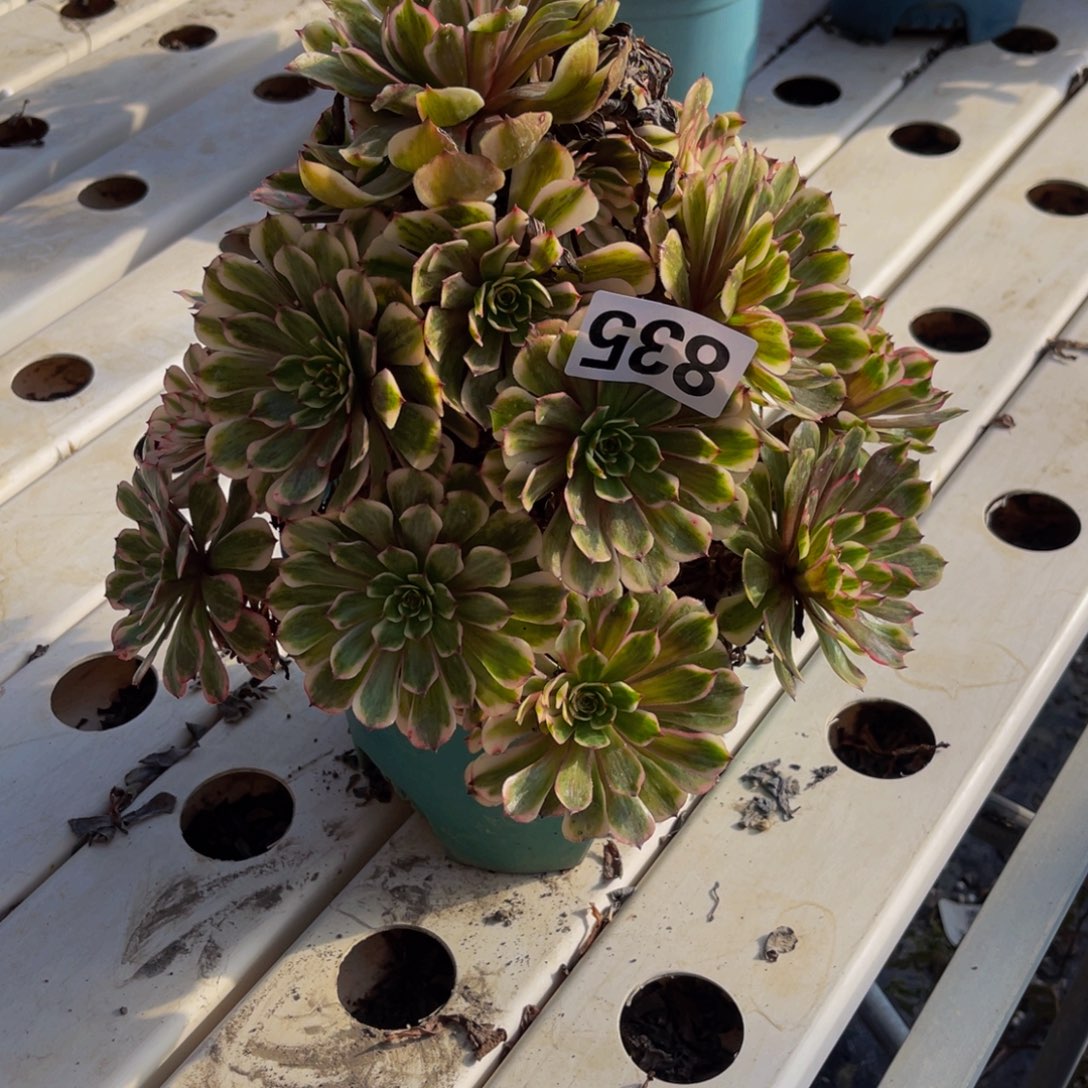 梦境法师7//////21包邮