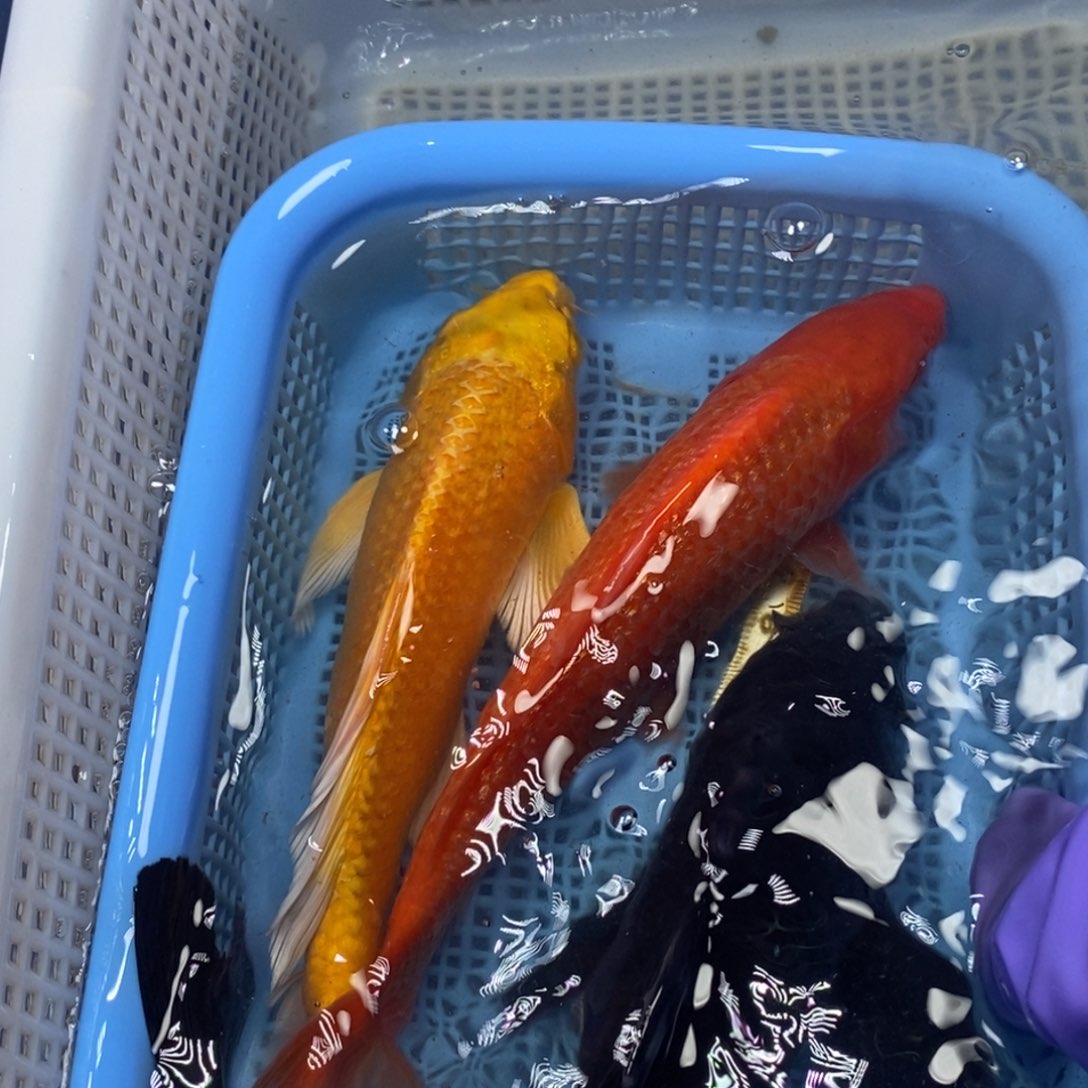 锦鲤冷水锦鲤包邮