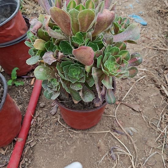 妖月中班加急发货20