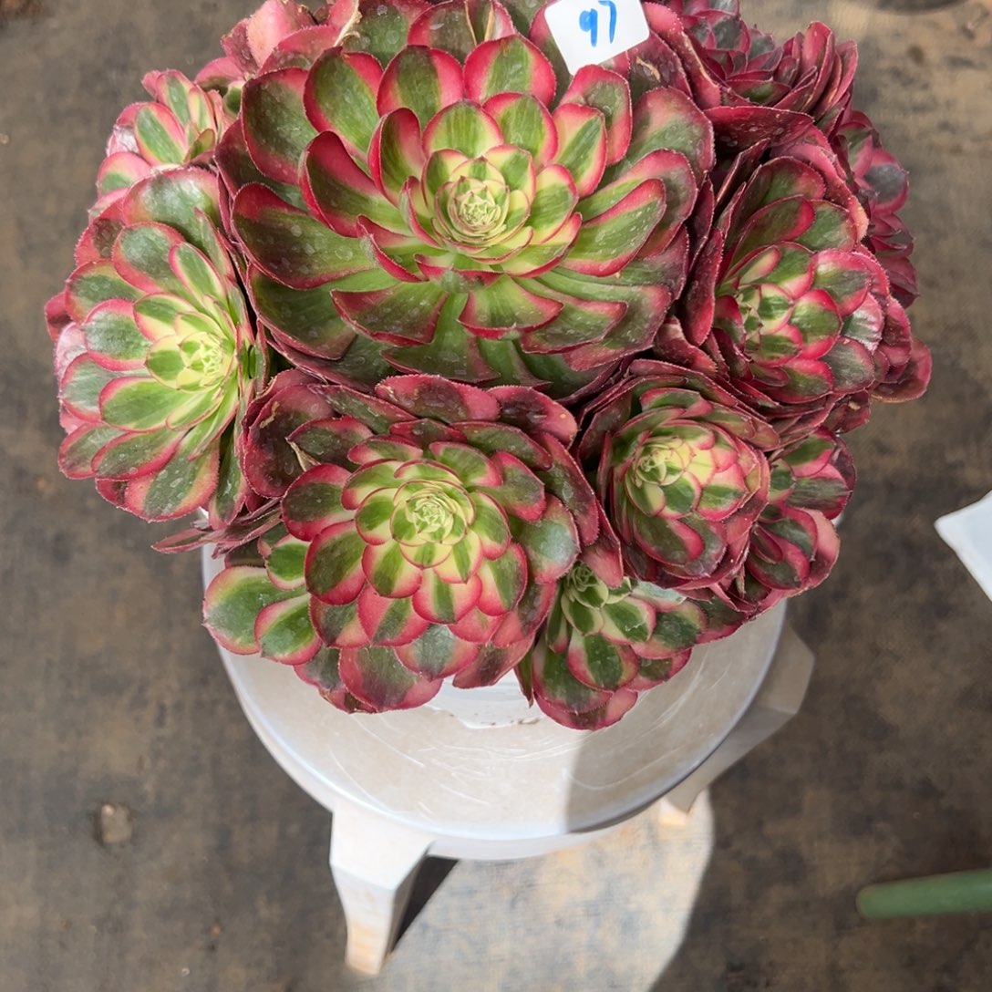 奶***猫97鸿运duorouxixixixi