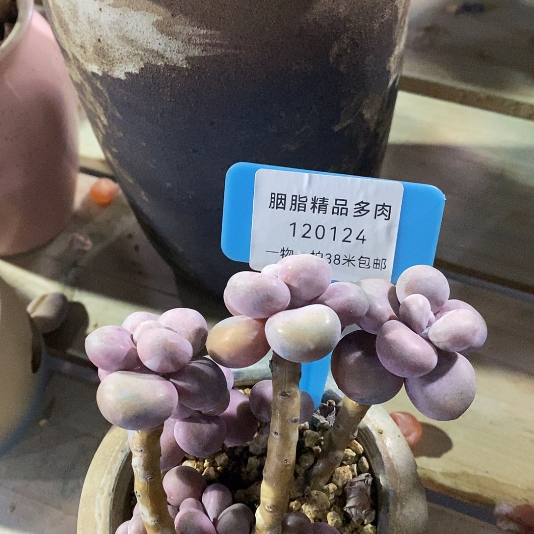 120124凑入嗯璐璐了咯