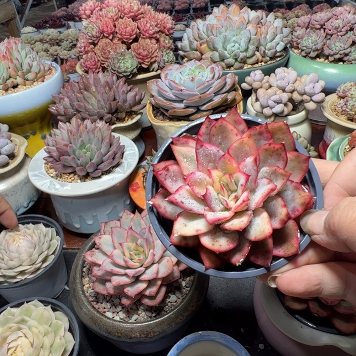 月光女神锦 特价88折