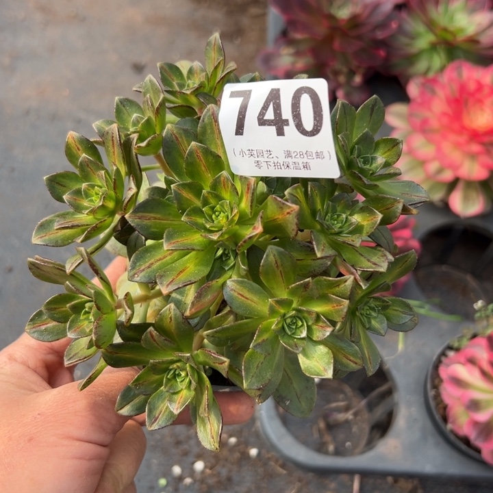 740多肉植物法师