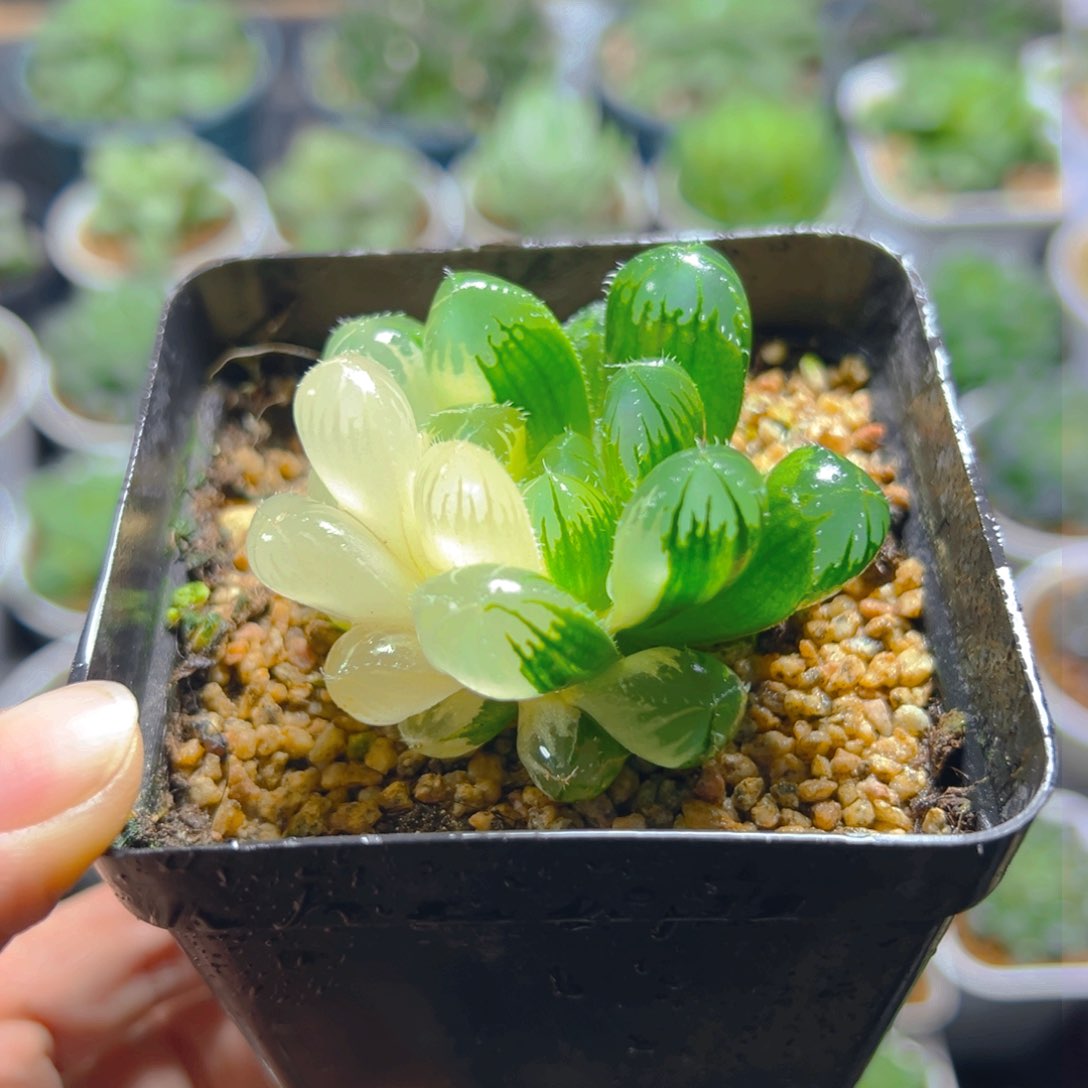 实生玉露锦多肉多肉1