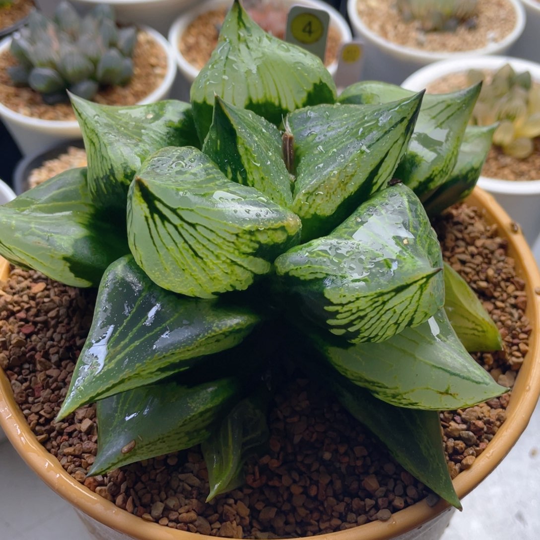 4.十二卷多肉裹般若寿。