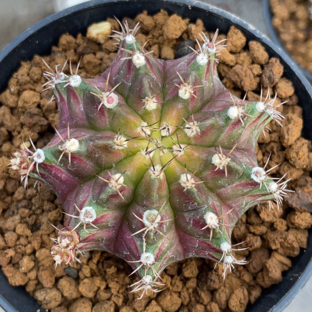 当前无花朵，栽培后可花朵紫粉轮回
