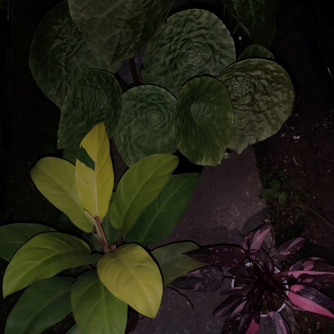 完全开放三颗热值