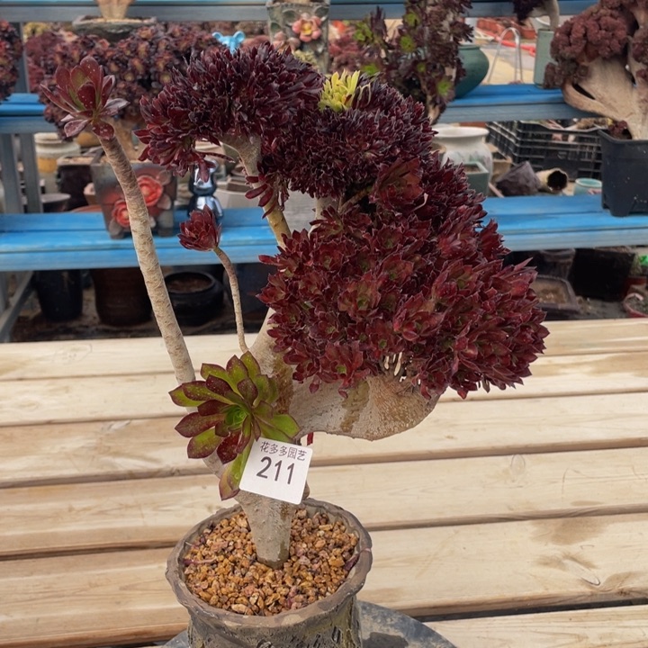 211号黑法师阴阳缀化微瑕