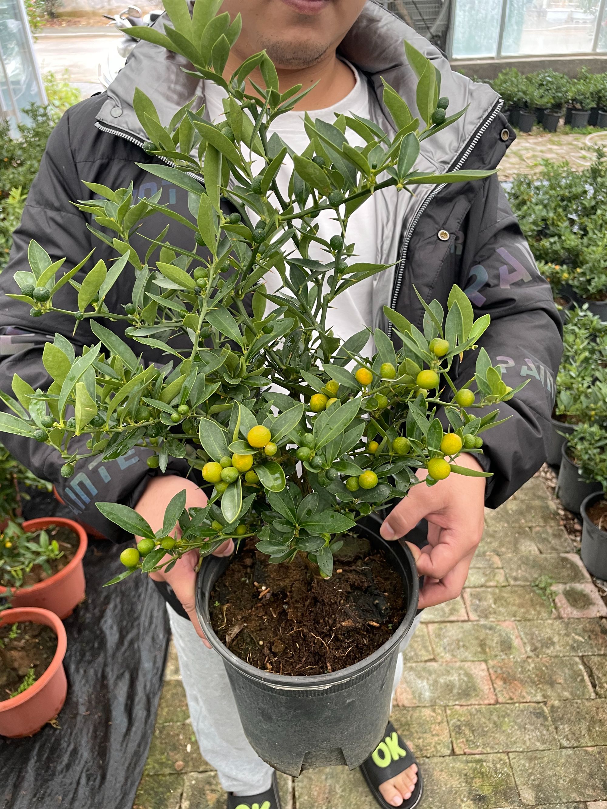 豆豆盆栽花卉图片绿植植物绿植盆栽金豆好养易活室内外盆景68