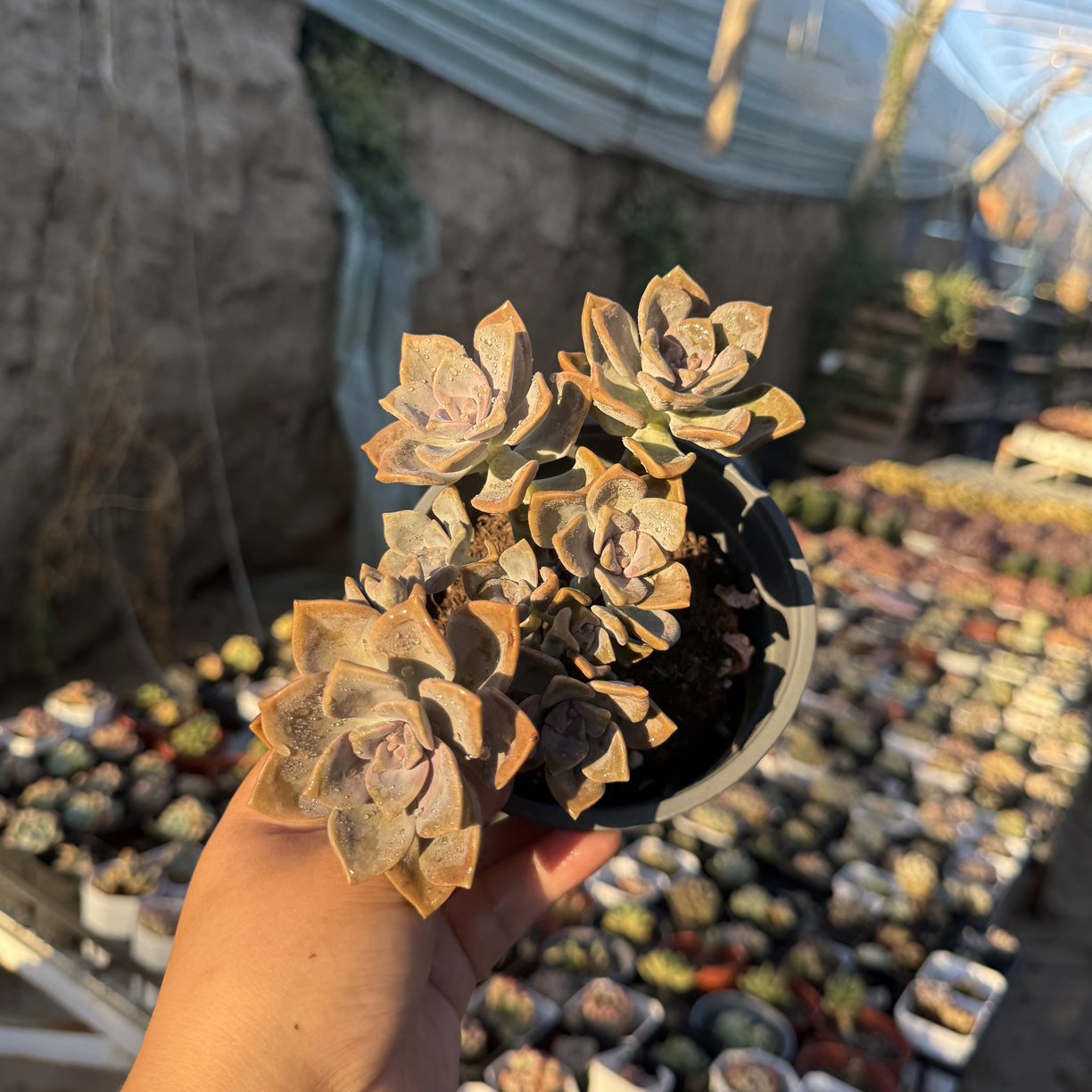 新疆包邮 紫乐自然群生12cm整群无砍