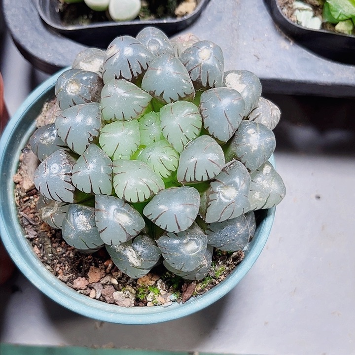 特价处理潘氏冰灯多肉植物6666