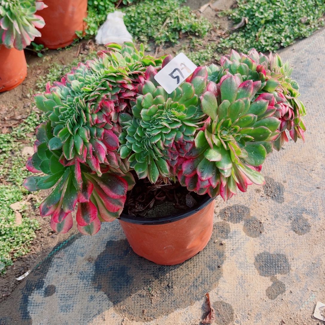 578雨荷缀化多肉植物