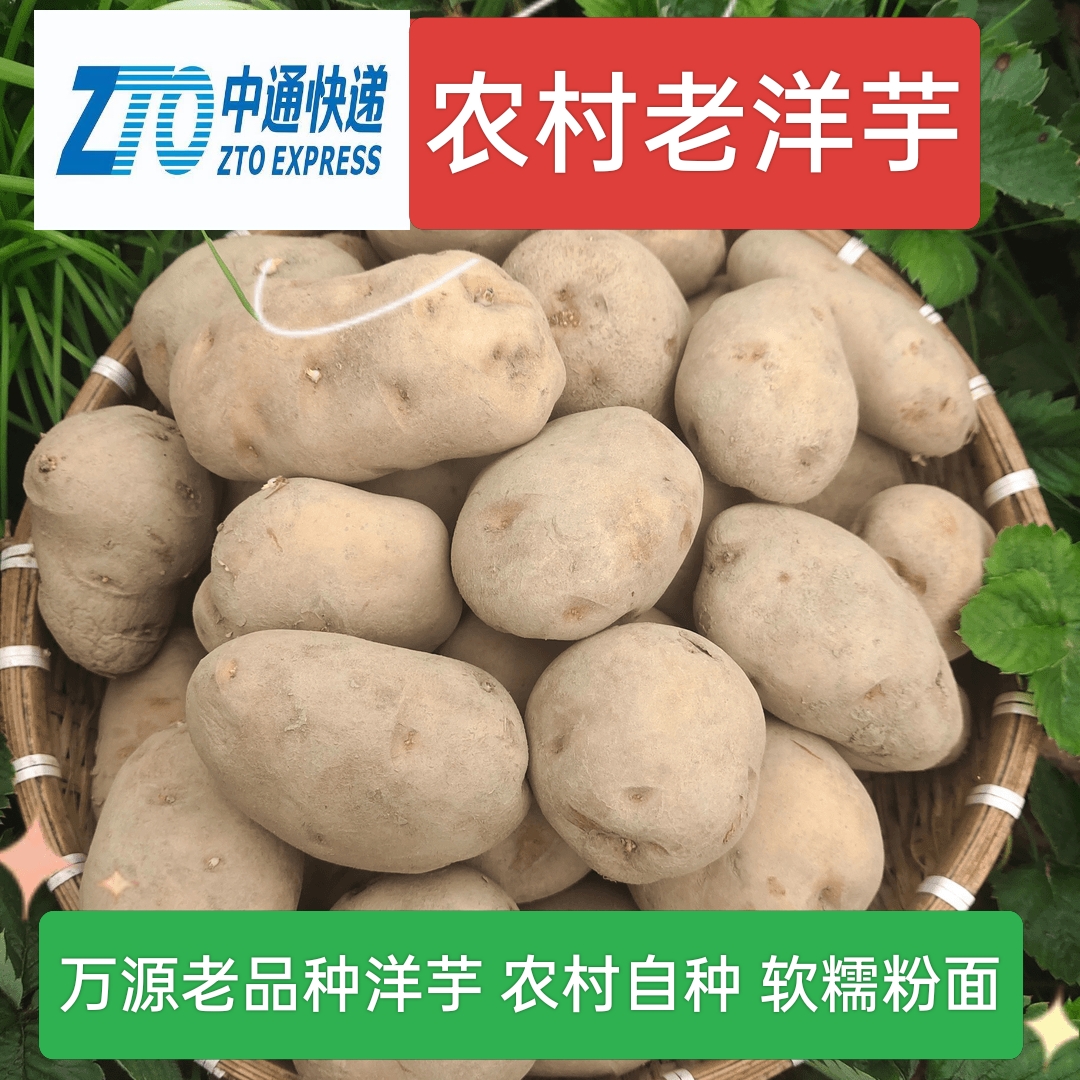 万源农村老品种洋芋 土豆 软糯面香 现打包现发中通包邮