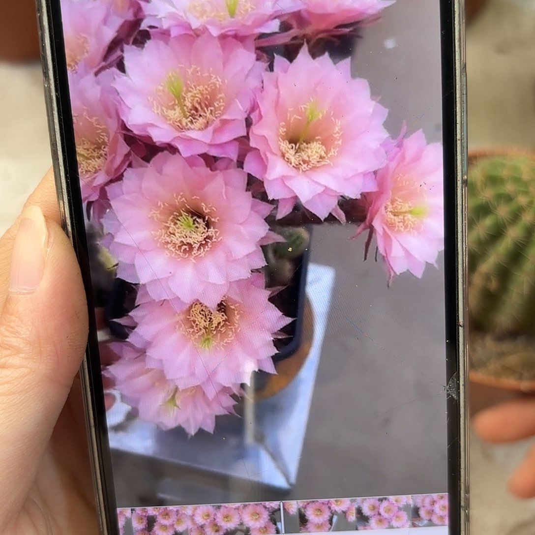 彩草11号5.3公分有瑕