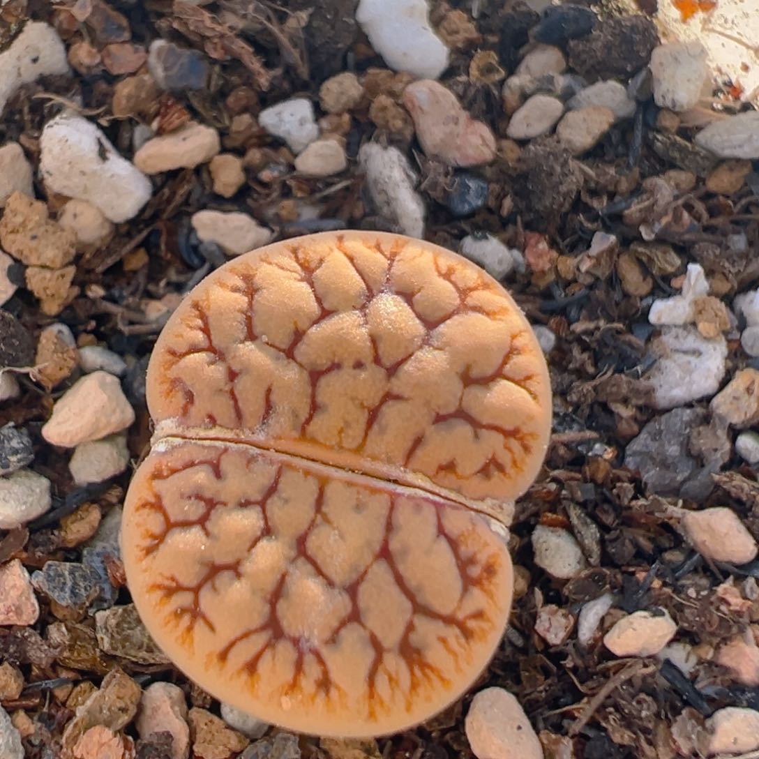 132多肉植物百科知识