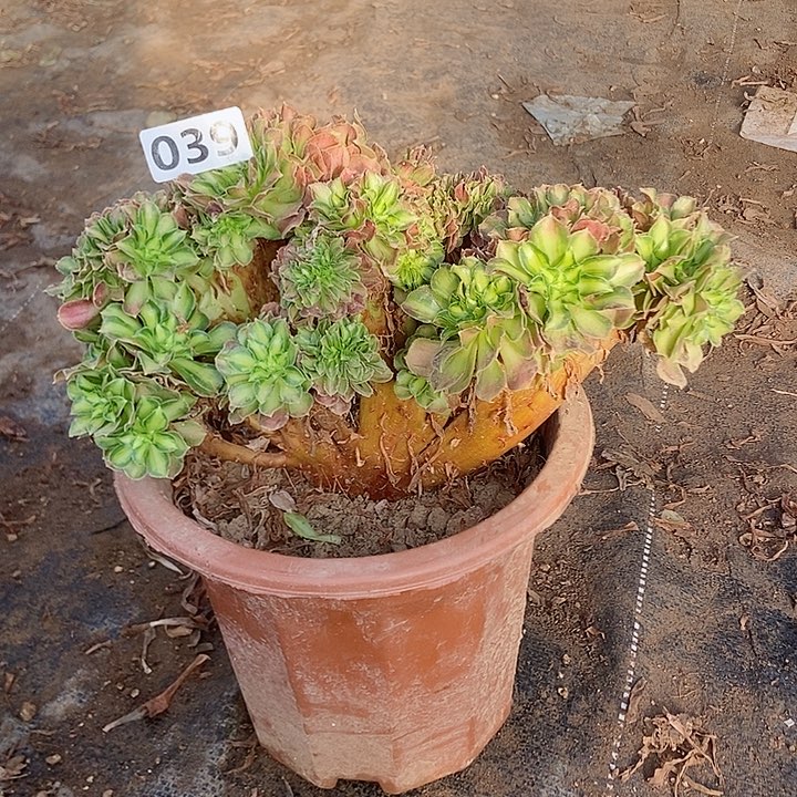 039韶华老庄缀化老板子法师缀