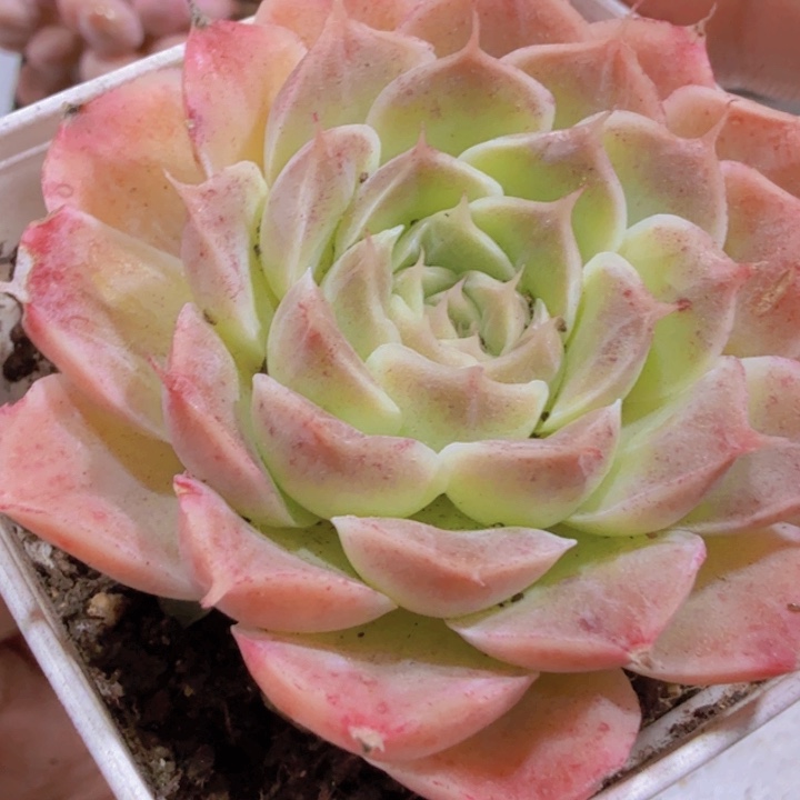 芒果雪山福利一颗