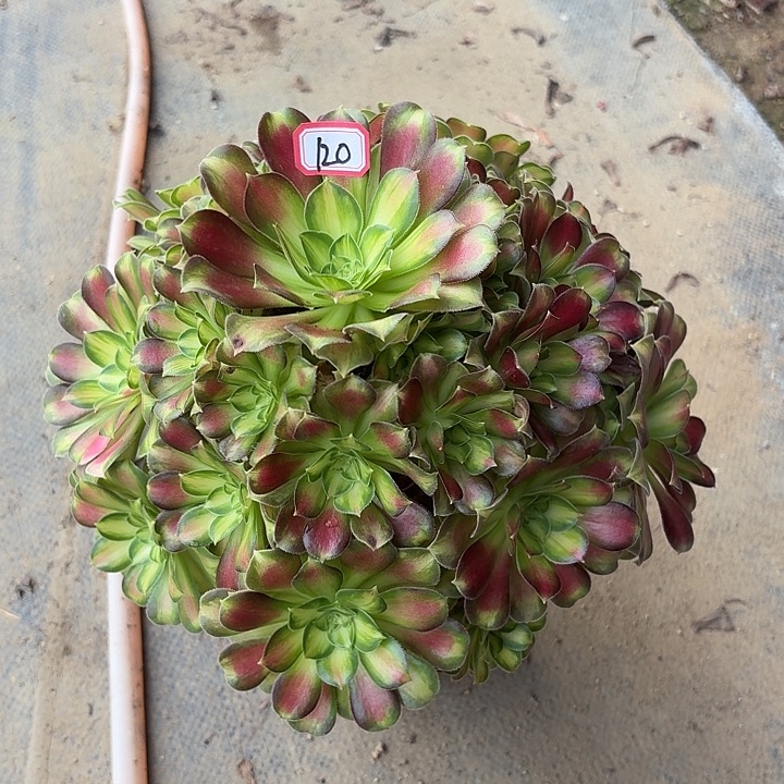 韶华120法师多肉植物