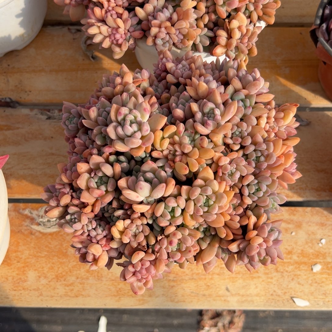 多肉贵妃【非偏远地区满18包邮】