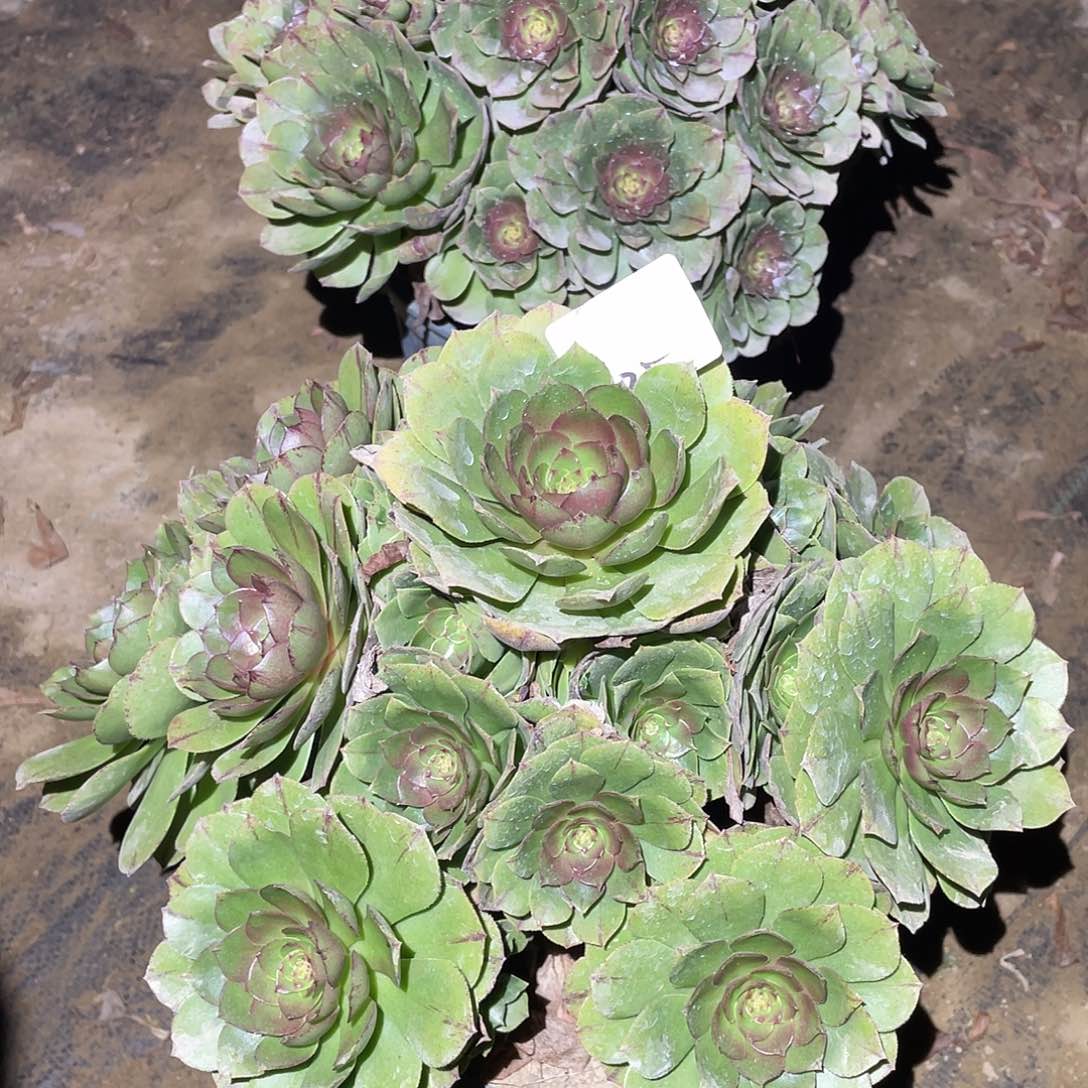 625法师植物万生节