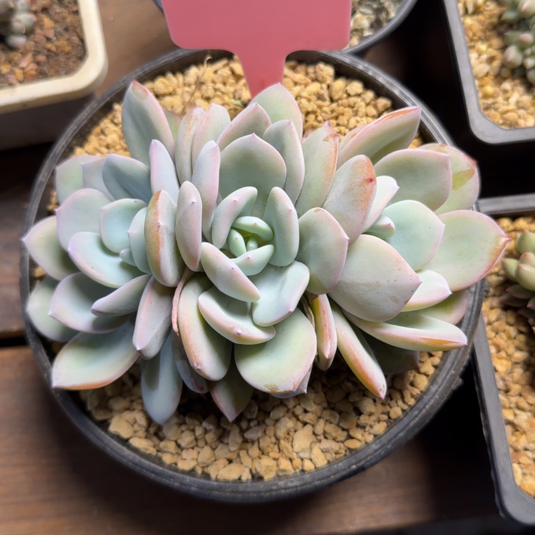 福利奶茶1111111111222222222