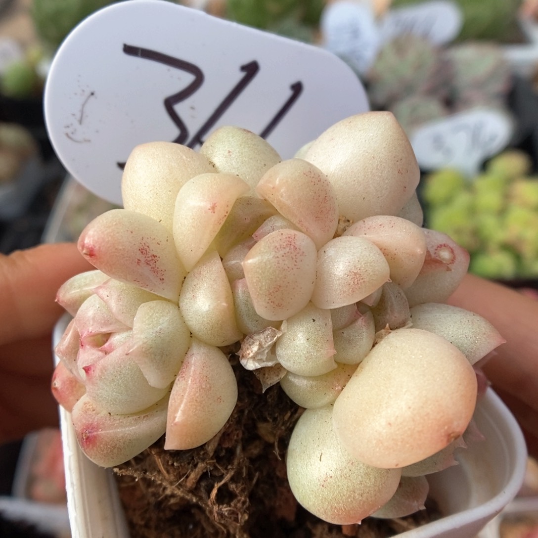 白玉珍妮群生可拍366号。