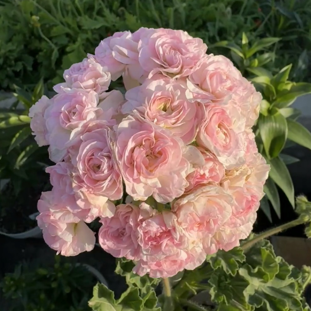 【伊曼纽尔】半兽天竺葵（零下拍保温 不拍冻坏不售后）