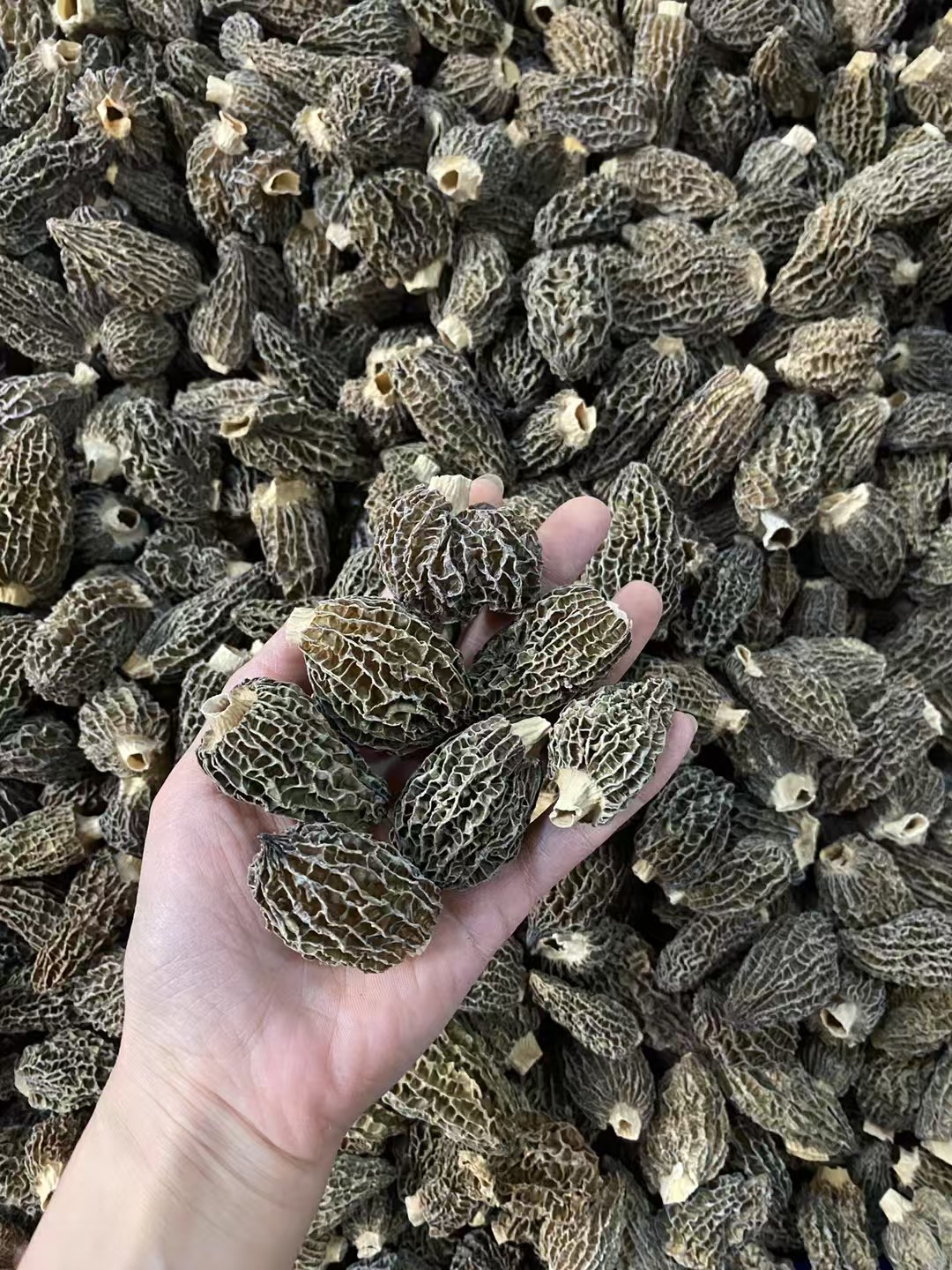  云南野外羊肚菌100克