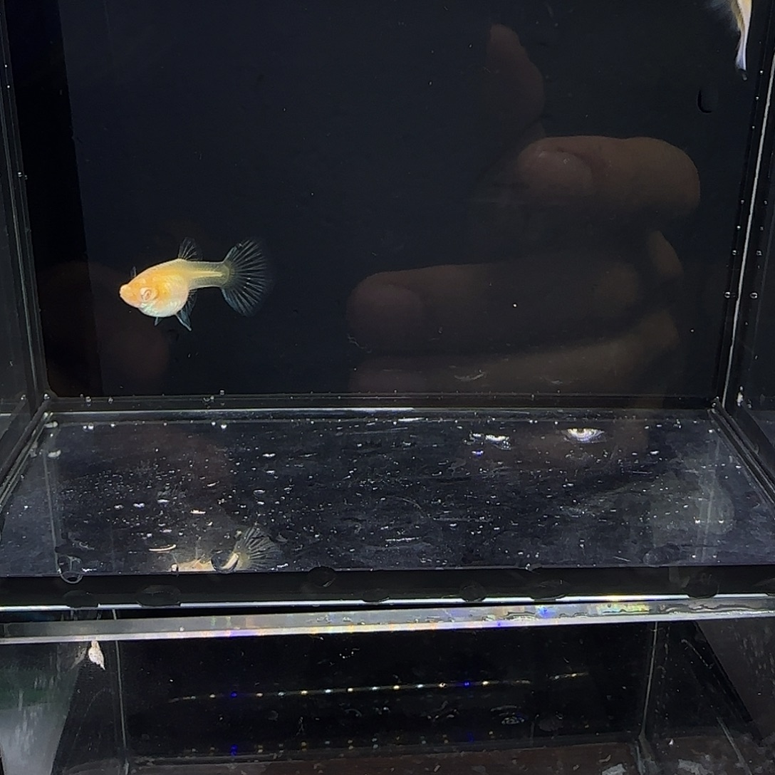 孔雀鱼极光幻彩一对