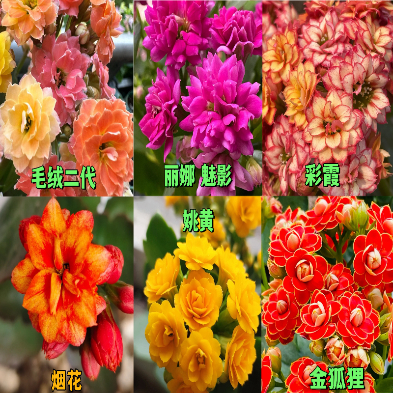 长寿小苗6颗6品种