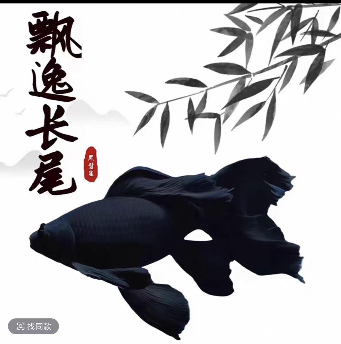 墨蝶18-22精品纯种短球体长尾蝴蝶鲤冷水观赏鱼苗好养耐活到家