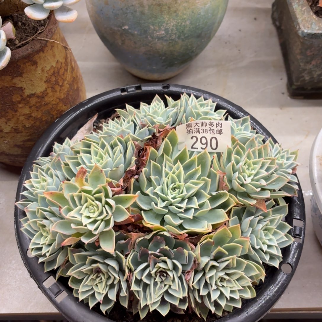 K***L黑大帅多肉290三色堇