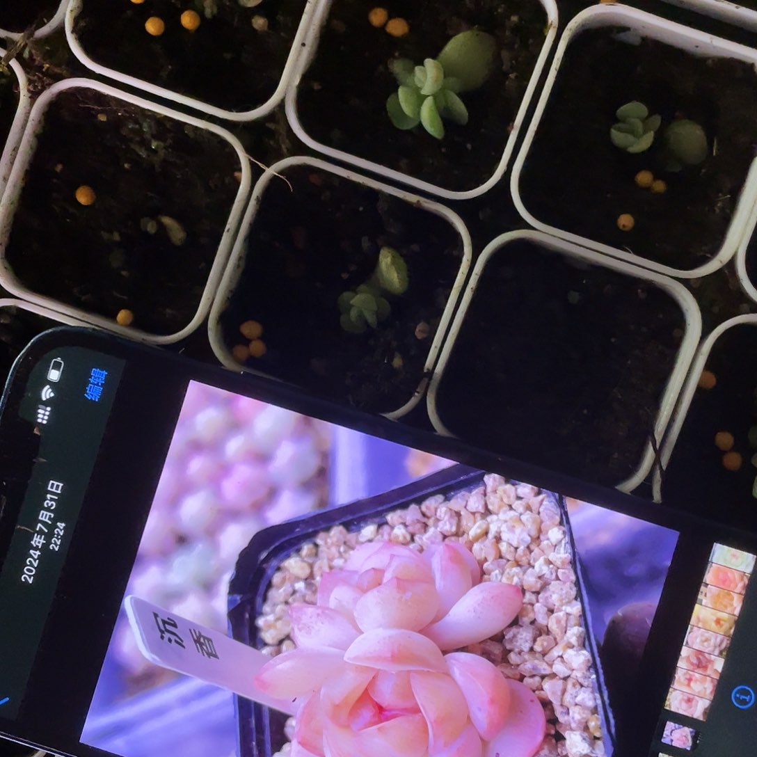 沉香中盆一个满25包邮