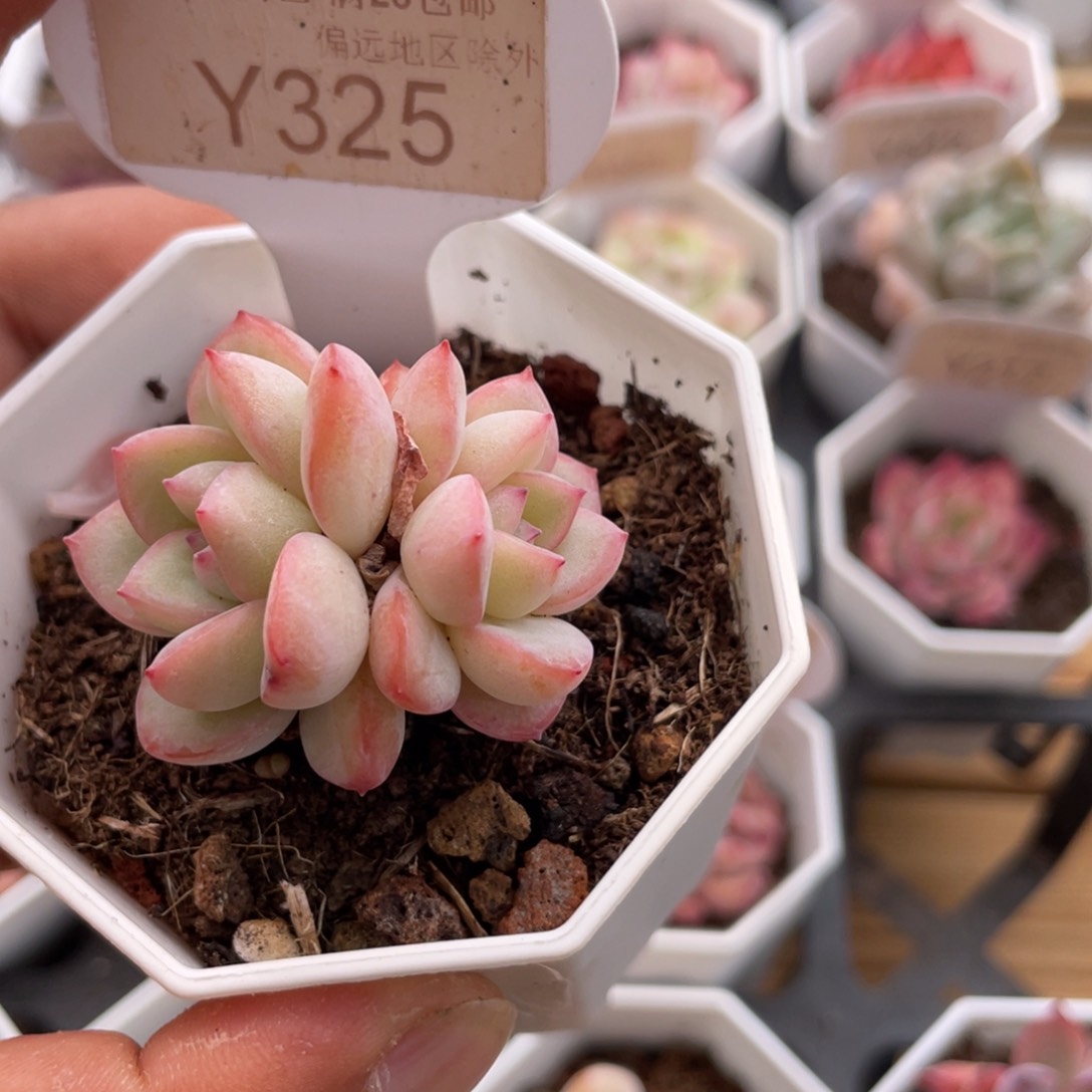 0325奶油泡芙4.0厘米